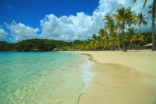 a beach with palm trees and the ocean at Studio Karaib à 15mn à pied de la plage du bourg in Sainte-Anne