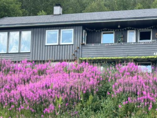 a field of pink flowers in front of a house at Bjørkli Lodge in Geilo