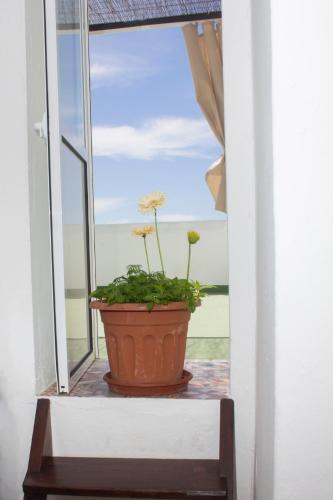 a plant in a pot sitting on a window sill at Apartamentos Calypso in Punta Umbría