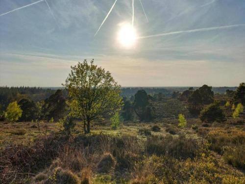 a tree in a field with the sun in the sky at Holiday Home in Haarle near Sallandse Heuvelrug in Haarle