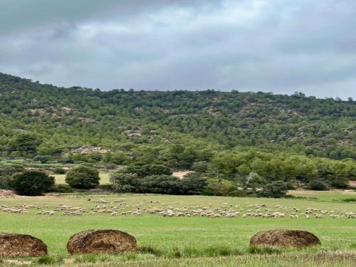 a herd of sheep grazing in a field with hay at Cottage in Maians with Sea View & Pool in Castellfullit del Boix