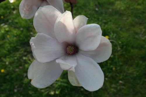 a close up of a white flower at Malomdűlő Farmház in Pilisborosjenő
