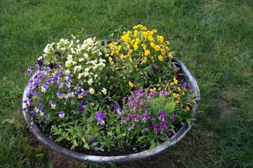 a pot filled with flowers in the grass at Malomdűlő Farmház in Pilisborosjenő
