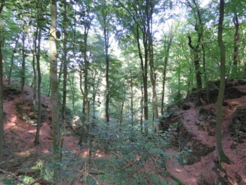 a wooded area with trees on a hill at Tent Lodge in Larochette near Forests & Castles in Medernach