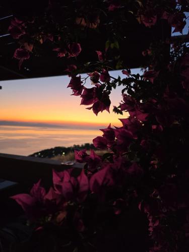 a sunset seen through a tree with pink flowers at La Casa Del Sol Villa Aegina in Aegenitissa