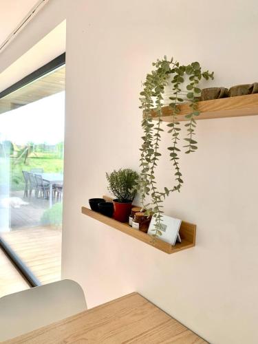 a white wall with a shelf with plants on it at Maison Horizon in Ocquier