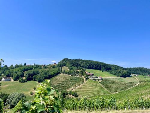 a view of a vineyard on a hill with trees at Daheim an der Lage in Obegg