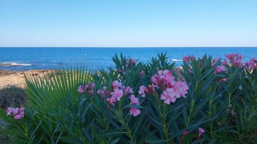 AGAMARI La Mata Torrevieja sun apartment photo 19