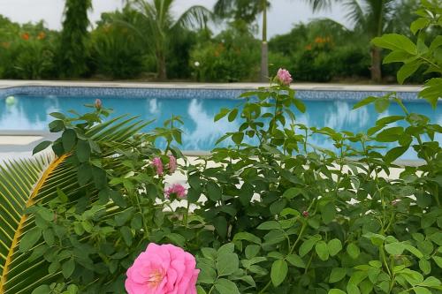a bush with pink flowers in front of a swimming pool at Unity Holiday Resort Statue of Unity Kevadia in Kevadia