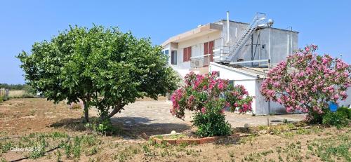 Κήπος έξω από το IMARET house