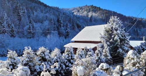 Deep Forest en invierno