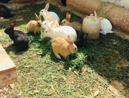 a group of rabbits sitting in the grass at Family Village Marrakech in Marrakech