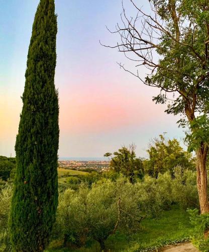 a cypress tree in a field with a sunset at Villa Mariotti in Fano