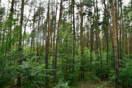 a forest filled with tall trees and green plants at Daleko od Szosy in Krajęczyn