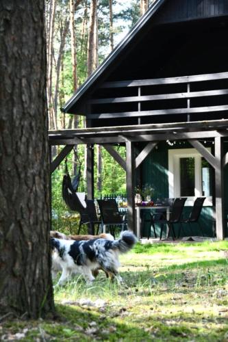 a dog running in the grass next to a cabin at Daleko od Szosy in Krajęczyn