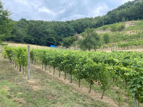 a row of grape vines in a field at Il Tesoro di MiRo in Cartosio