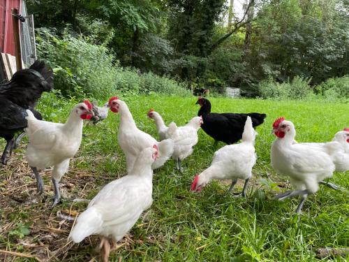 a group of chickens standing in the grass at Pension Försterhof in Angermünde