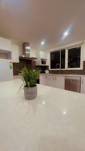 a kitchen with a white counter top with a potted plant at Modern 3BR home, Close to parliament , Canberra in Griffith