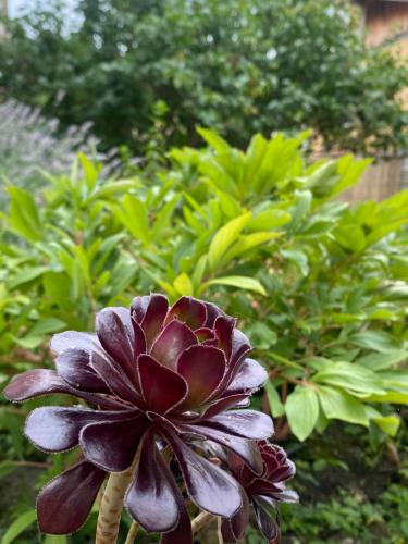 a purple flower in front of some green plants at La Corte dei Lillà in Castiglione dei Pepoli