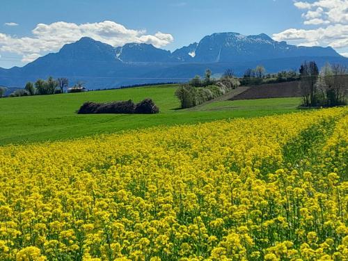 a field of yellow flowers with mountains in the background at Ferienhaus Resch in Laufen