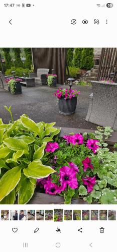 a page of a flower garden with pink flowers at Studio 5 in Dalen