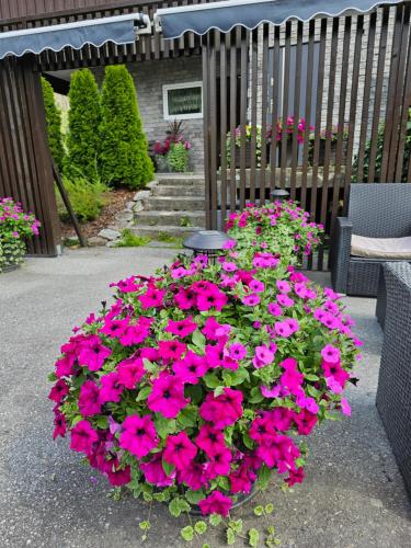 a large pot of pink flowers in front of a fence at Dalen studio 3 in Dalen