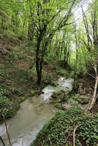a stream in a wooded area with a tree and water at Vikendica Jagodica in Ivanjica