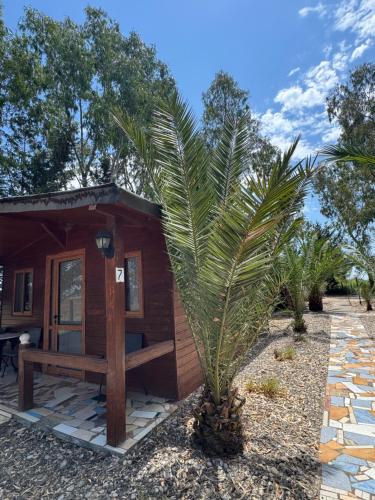 a small cabin with a palm tree in front of it at Laguna Park in Divjakë