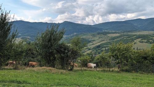 Příroda nedaleko prázdninového domu