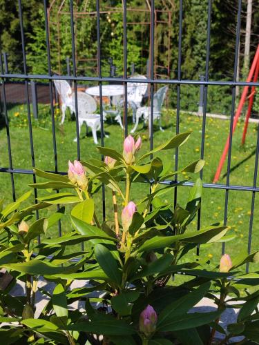 a plant with pink flowers in front of a fence at Sigi Apartment in Barnbäch