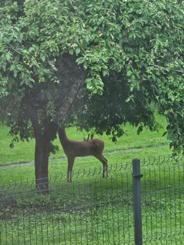 a deer standing under a tree in a field at Hideaway Carnikava in Carnikava