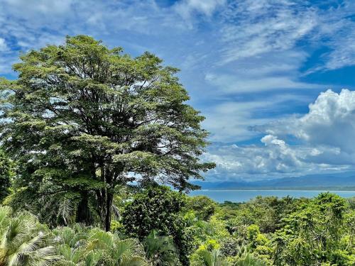 a tree in the middle of a forest with water at 3 bedrooms Ocean view Villa Keanu in Pavones