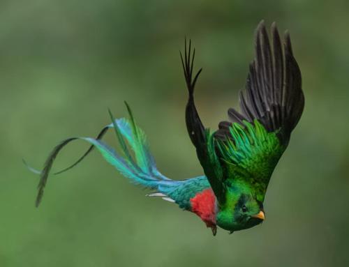 a humming bird is flying in the air at Hotel de Montaña Gema del Bosque in El Copey