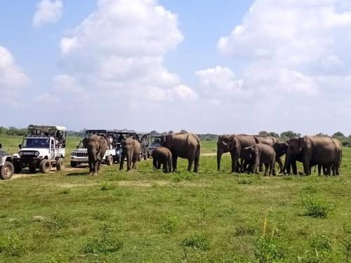 Άλλα ζώα σε αυτός ο ξενώνας ή στη γύρω περιοχή