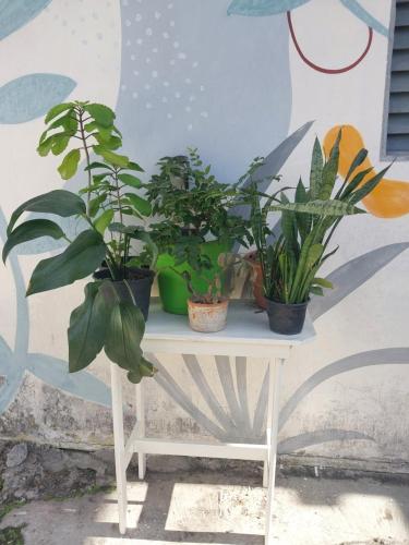 a white table with plants on top of it at Hostel Pantanal Em Florianópolis in Florianópolis