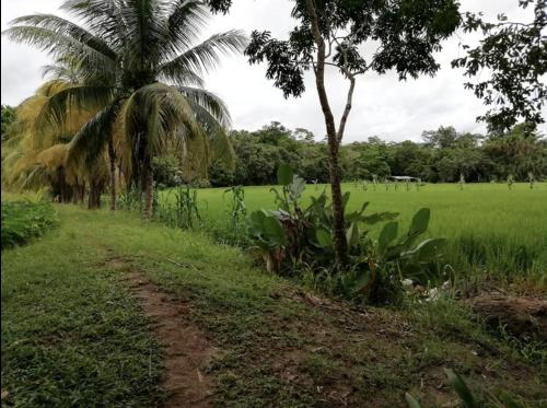 a field with a palm tree and a dirt road at Mantra camping hostel in Tarapoto