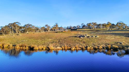 a group of animals standing on a field next to a body of water at Wuelf & the Fallow in Moonbah