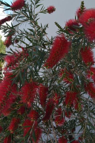 a group of red flowers on a tree at Atrium Villa in Fira