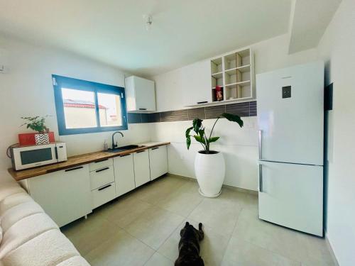 a kitchen with a dog sitting in the middle of the room at Belle chambre dans villa neuve avec piscine in Perpignan