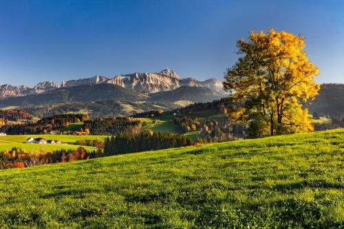 a green field with a tree on a hill with mountains at Hotel- Restaurant Krone in Urnäsch