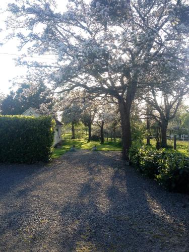 a tree in the middle of a driveway at La Boulangerie in Romagny
