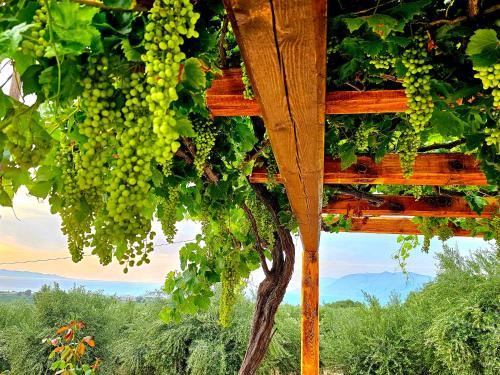 a bunch of grapes hanging from a wooden structure at BROWN ON GREEN a stone house with amazing view in Drapaniás