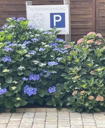 a plant with purple flowers in front of a parking sign at Ferienwohnung beethoven-12 in Zittau