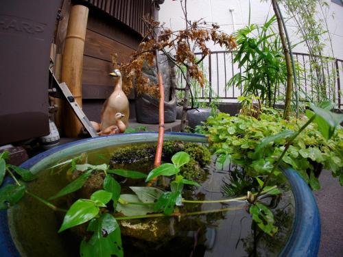 a plant in a large pot with some plants at Benidaruma - Sakuramochi in Kyoto