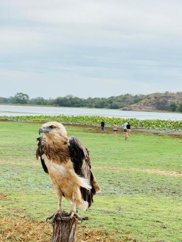 a bird sitting on top of a tree stump at Leopardbay Cabanas Arugambay in Arugam Bay