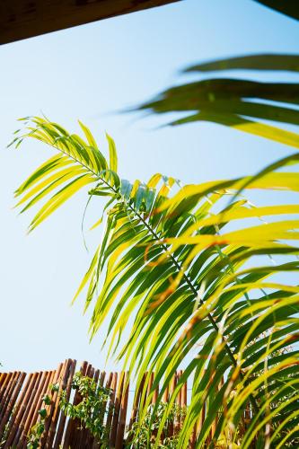 a palm tree in front of a fence at Unique Suite In Eilat in Eilat