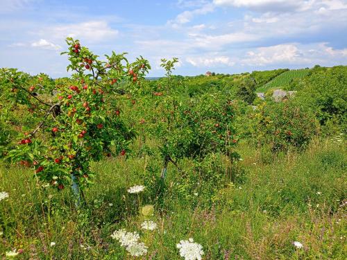 a tree with red berries on it in a field at Siedlisko Panorama na Koncu Swiata - Całoroczny domek in Podgórz
