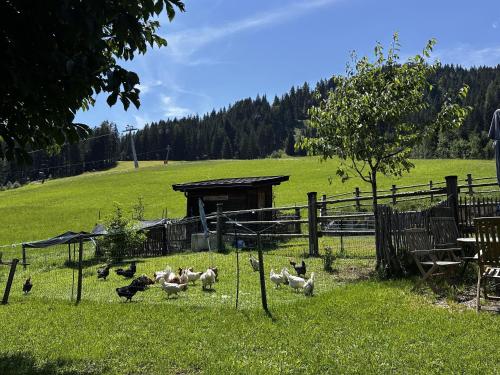 a group of chickens in a field with a fence at Obinghof in Fieberbrunn