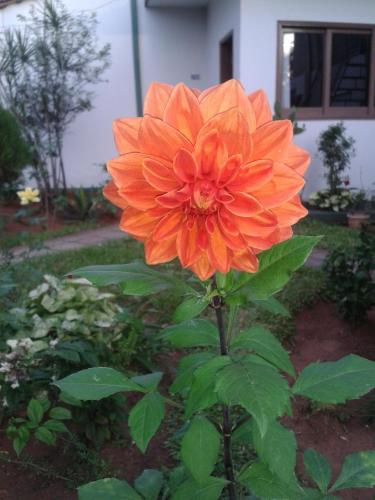 an orange flower in front of a house at Nueva Alborada Lodging House in Fernando de la Mora