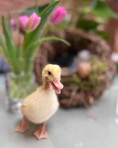 a small duck sitting on a table with flowers at The Kings Head Inn, Norwich - AA 5-Star rated in Norwich